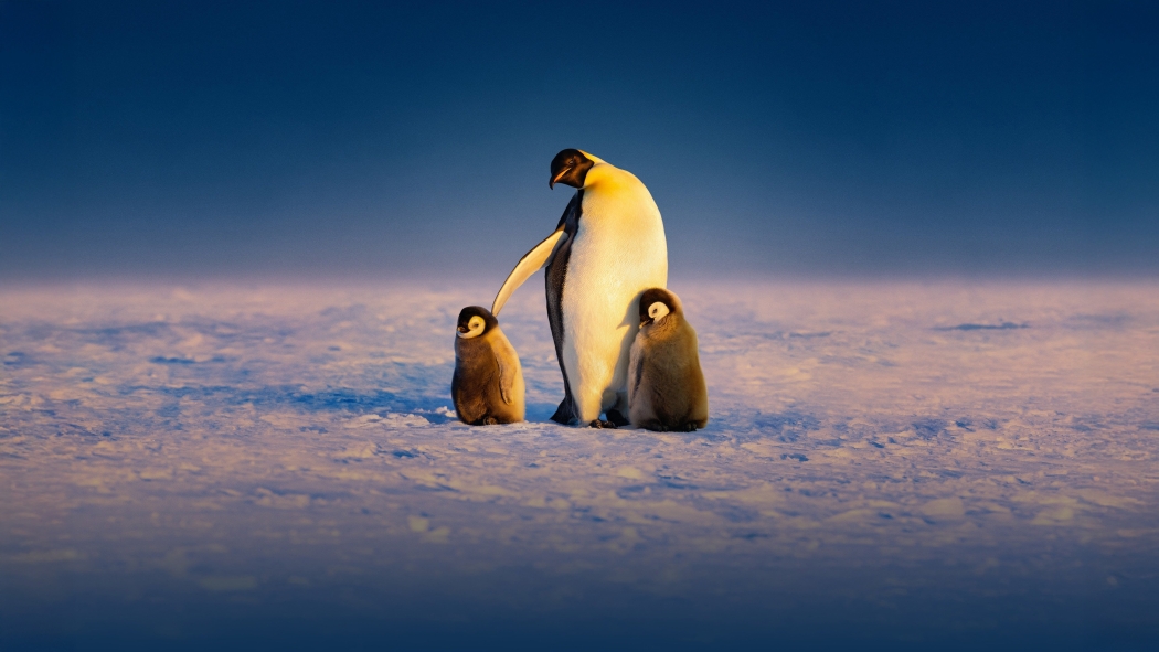 Secrets of the Penguins 1. Sezon 3. Bölüm izle